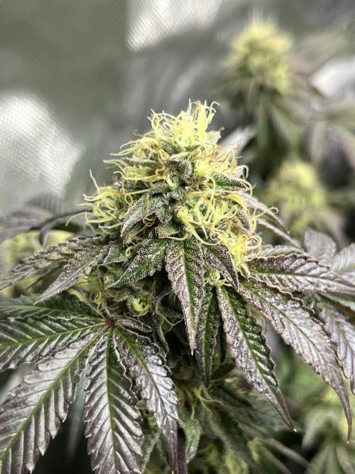 🏆4 selected cuts 🍓⛽️🍒🍊. Week 10 - Zerberry F42