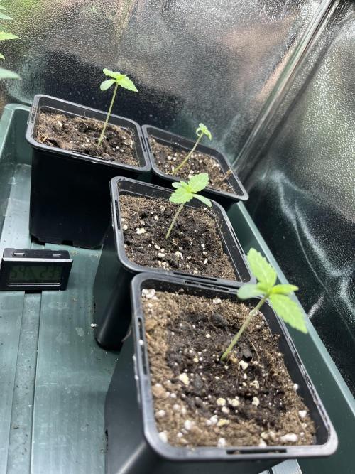 Kawazaki Grounded Genetics. Week 1 - day 7 veg 