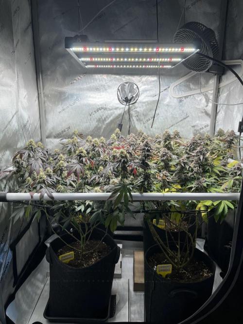 🏆4 selected cuts 🍓⛽️🍒🍊. Week 11 - day 49 flower