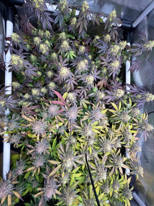 🏆4 selected cuts 🍓⛽️🍒🍊. Week 11 - day 49 flower