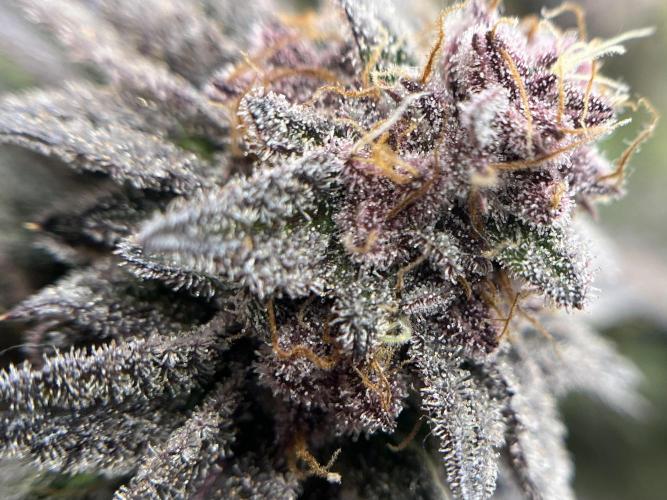 🏆4 selected cuts 🍓⛽️🍒🍊. Week 11 - SBC F49