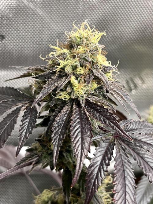 🏆4 selected cuts 🍓⛽️🍒🍊. Week 11 - Zerberry F49