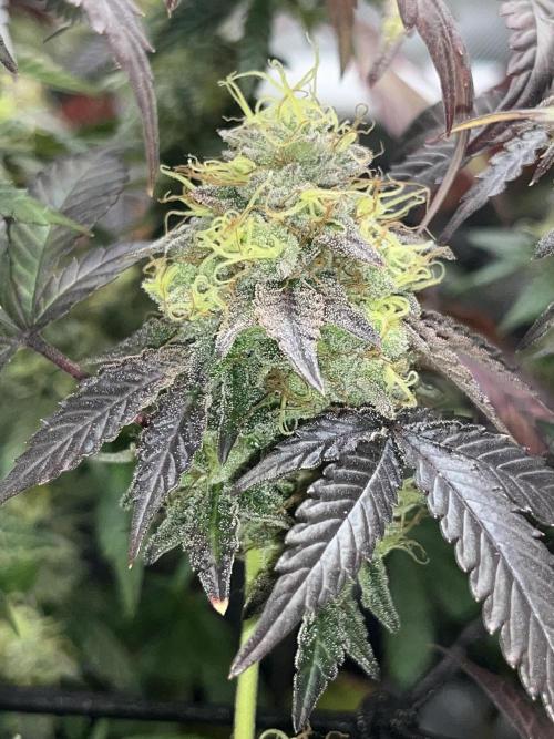 🏆4 selected cuts 🍓⛽️🍒🍊. Week 11 - Zerberry F49