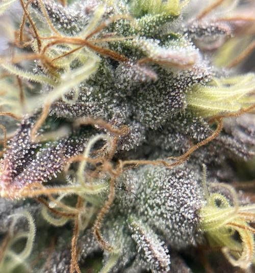 🏆4 selected cuts 🍓⛽️🍒🍊. Week 11 - Zerberry F49