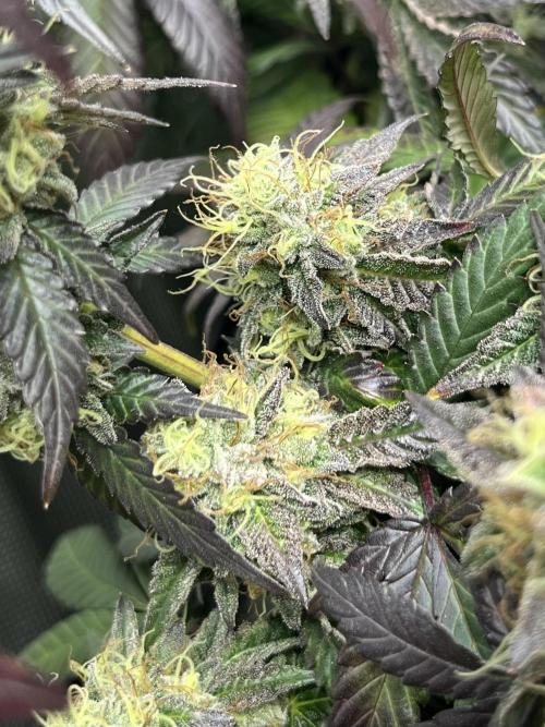 🏆4 selected cuts 🍓⛽️🍒🍊. Week 11 - Zerberry F49