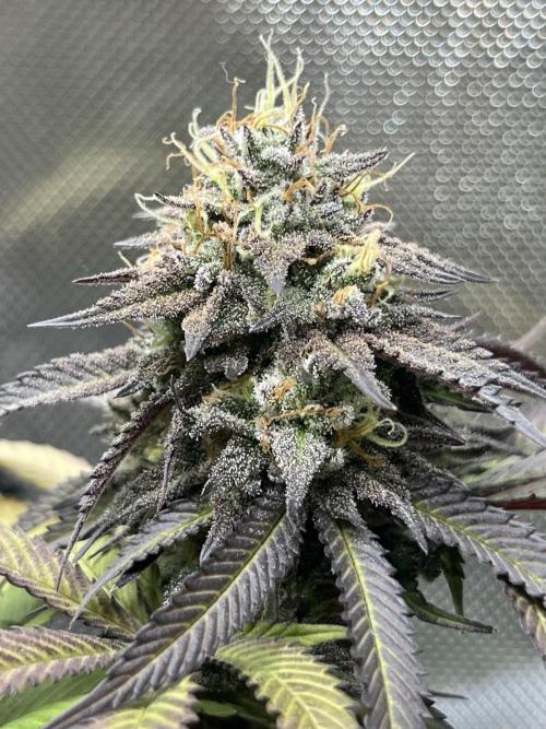 🏆4 selected cuts 🍓⛽️🍒🍊. Week 11 - Spritz F49