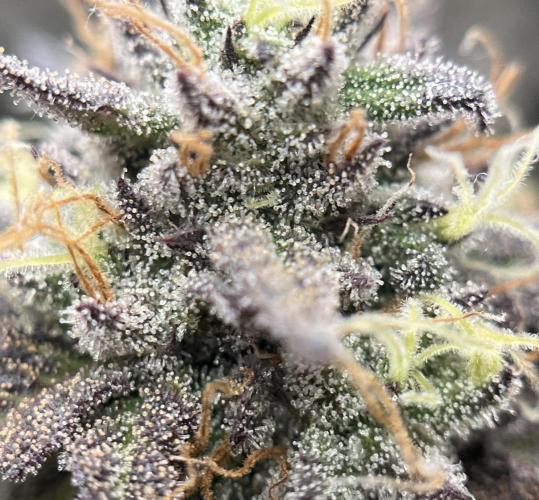 🏆4 selected cuts 🍓⛽️🍒🍊. Week 11 - Spritz F49