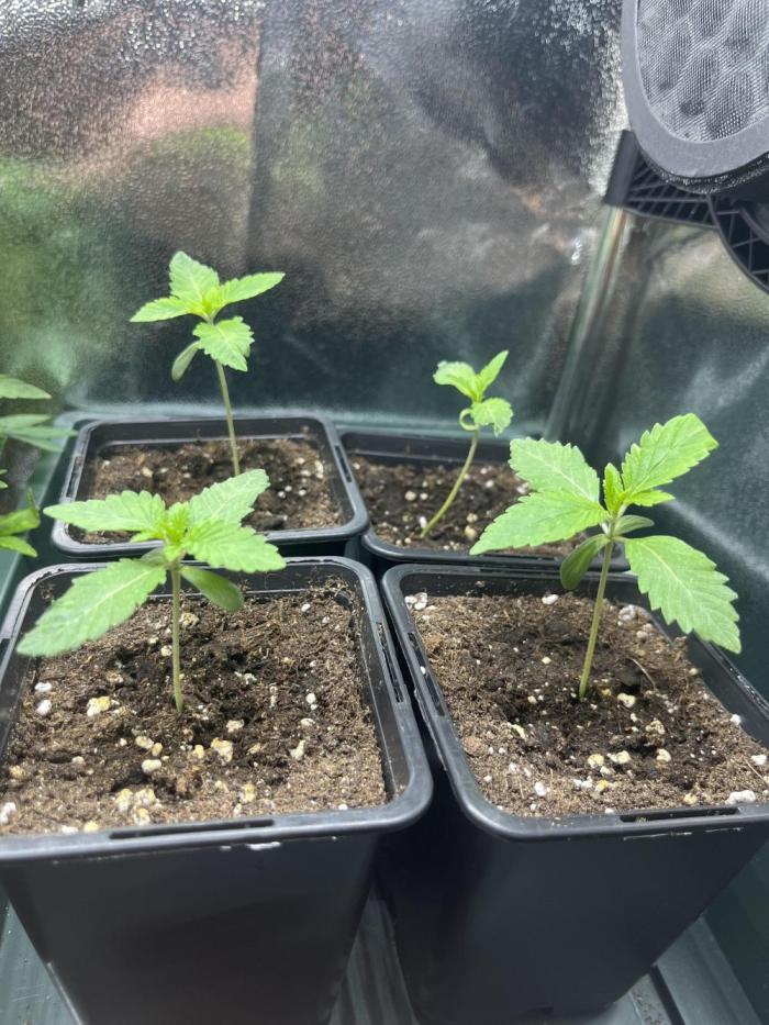 Kawazaki Grounded Genetics. Week 2