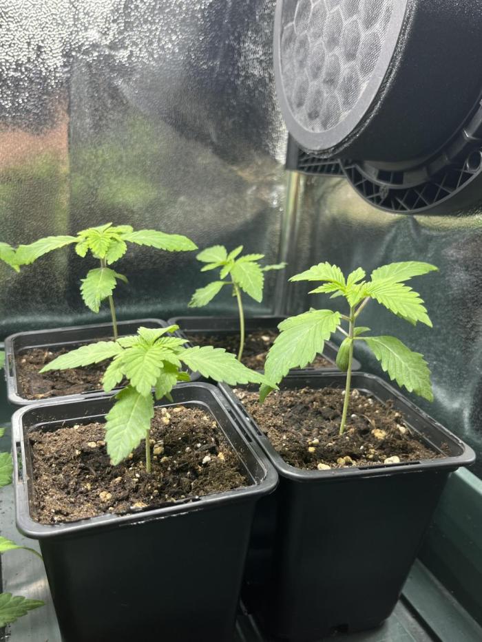Kawazaki Grounded Genetics. Week 3 - day 15 veg
