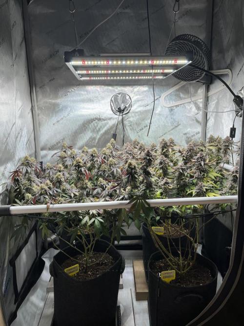 🏆4 selected cuts 🍓⛽️🍒🍊. Week 12 - day 56 flower 