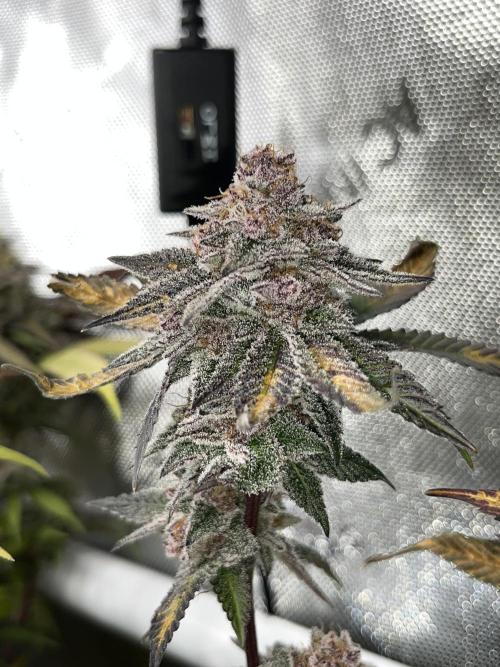 🏆4 selected cuts 🍓⛽️🍒🍊. Week 12 - SBC F56