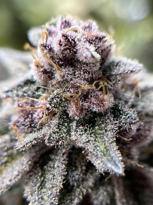 🏆4 selected cuts 🍓⛽️🍒🍊. Week 12 - SBC F56