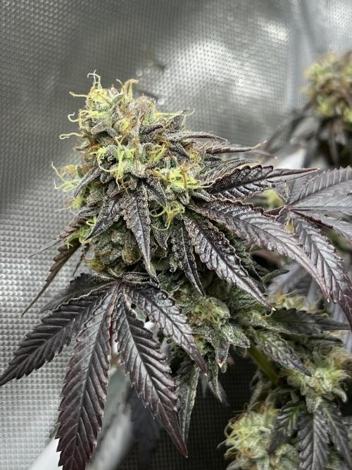 🏆4 selected cuts 🍓⛽️🍒🍊. Week 12 - Zerberry F56