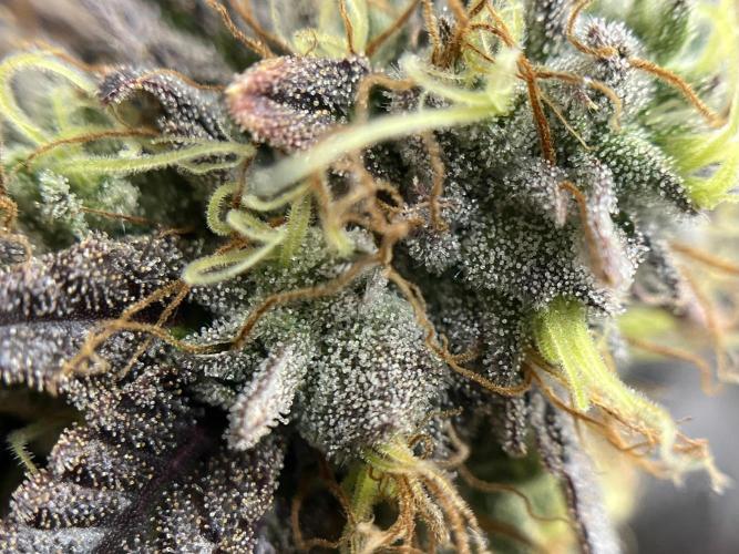 🏆4 selected cuts 🍓⛽️🍒🍊. Week 12 - Zerberry F56