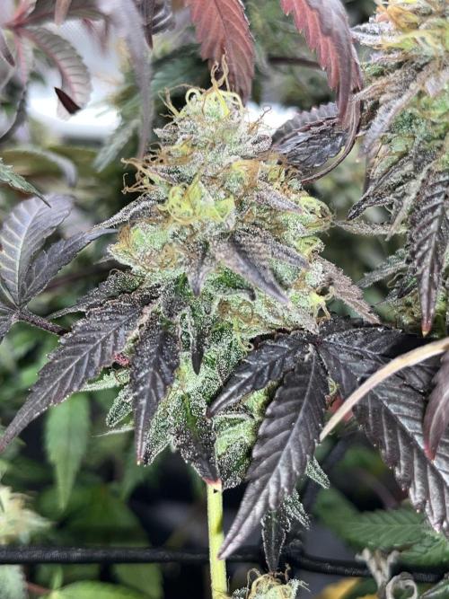 🏆4 selected cuts 🍓⛽️🍒🍊. Week 12 - Zerberry F56