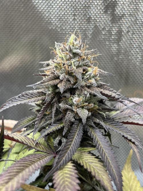 🏆4 selected cuts 🍓⛽️🍒🍊. Week 12 - Spritz F56