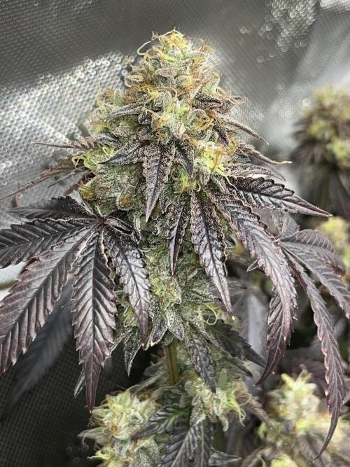 🏆4 selected cuts 🍓⛽️🍒🍊. Week 13