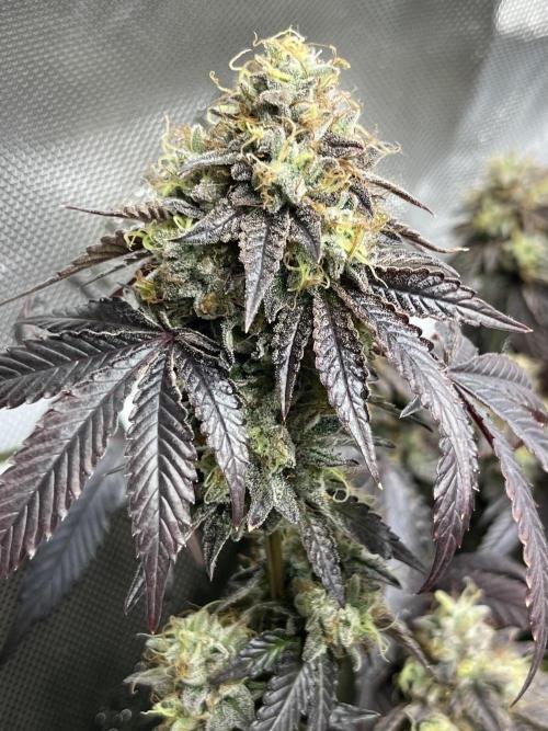 🏆4 selected cuts 🍓⛽️🍒🍊. Week 13
