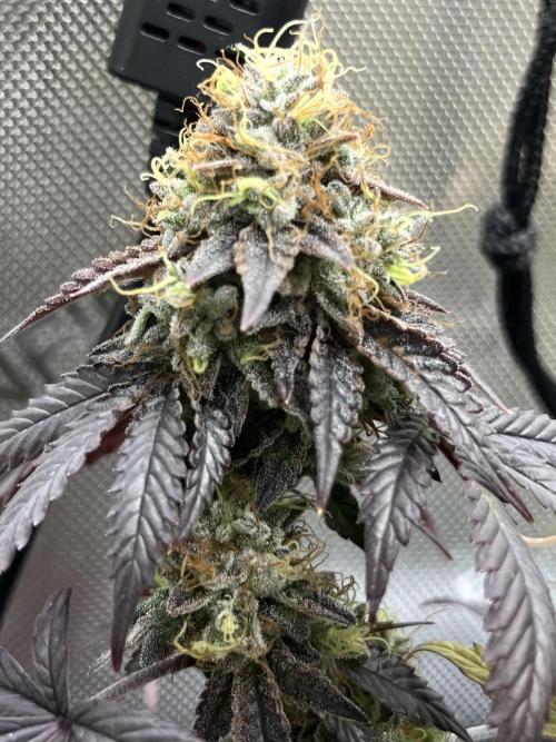 🏆4 selected cuts 🍓⛽️🍒🍊. Week 13