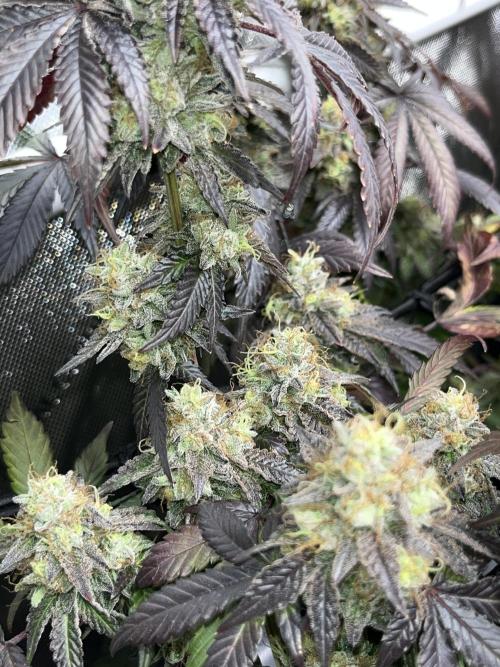 🏆4 selected cuts 🍓⛽️🍒🍊. Week 13
