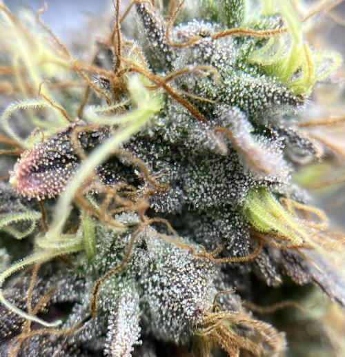 🏆4 selected cuts 🍓⛽️🍒🍊. Week 13