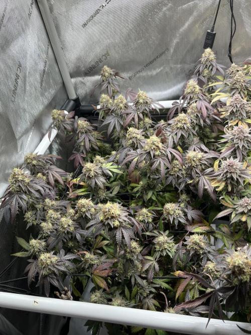 🏆4 selected cuts 🍓⛽️🍒🍊. Week 13