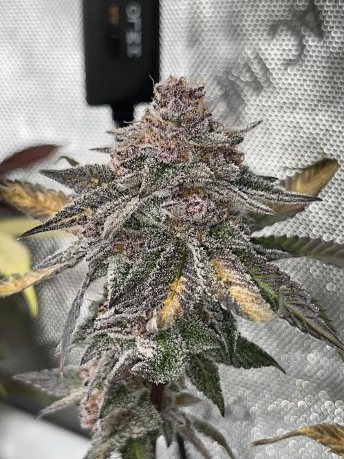 🏆4 selected cuts 🍓⛽️🍒🍊. Week 13