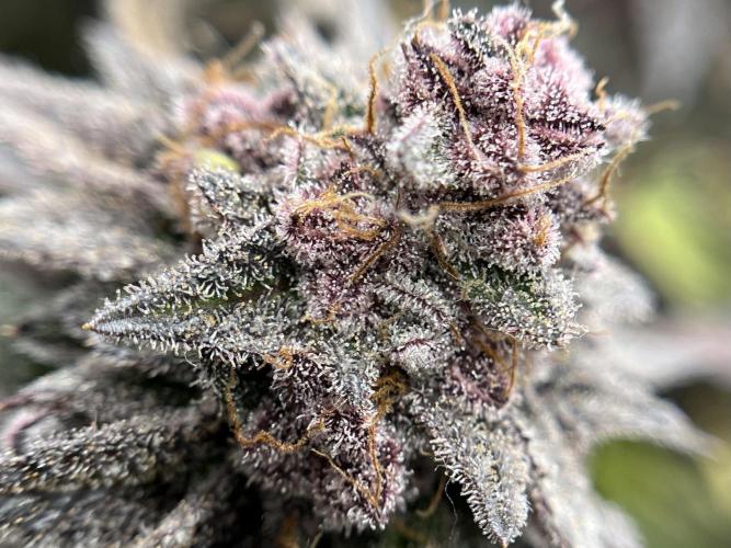 🏆4 selected cuts 🍓⛽️🍒🍊. Week 13