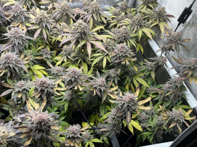 🏆4 selected cuts 🍓⛽️🍒🍊. Week 13