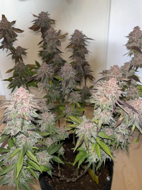 🏆4 selected cuts 🍓⛽️🍒🍊. Week 13