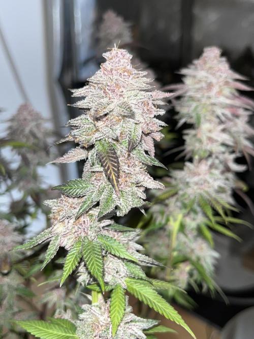 🏆4 selected cuts 🍓⛽️🍒🍊. Week 13