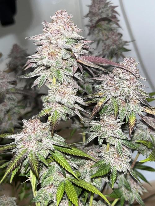 🏆4 selected cuts 🍓⛽️🍒🍊. Week 13