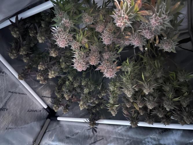 🏆4 selected cuts 🍓⛽️🍒🍊. Week 13