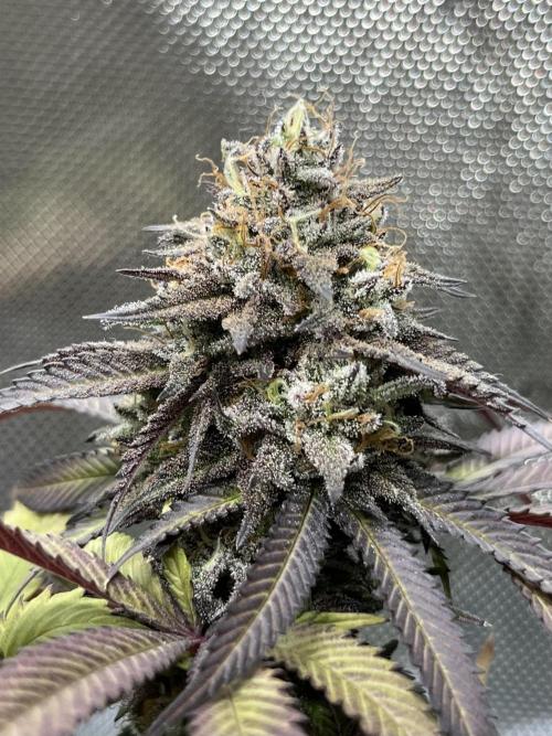 🏆4 selected cuts 🍓⛽️🍒🍊. Week 13