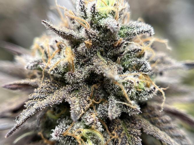 🏆4 selected cuts 🍓⛽️🍒🍊. Week 13