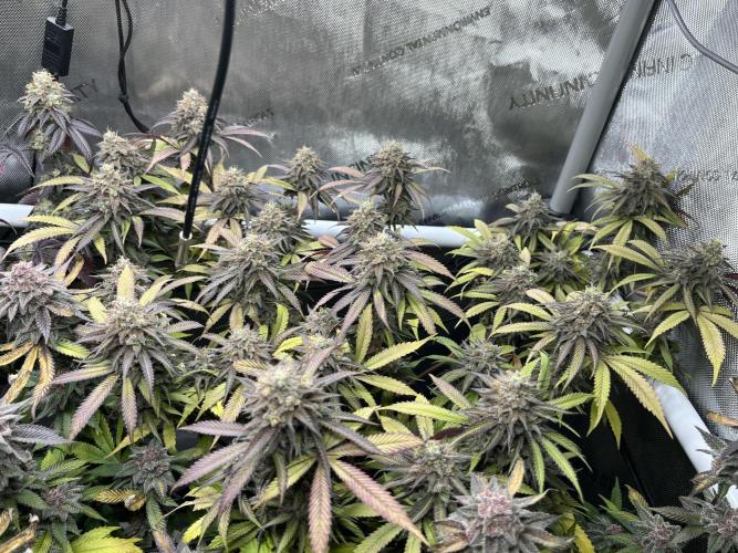 🏆4 selected cuts 🍓⛽️🍒🍊. Week 13
