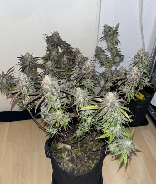 🏆4 selected cuts 🍓⛽️🍒🍊. Week 13