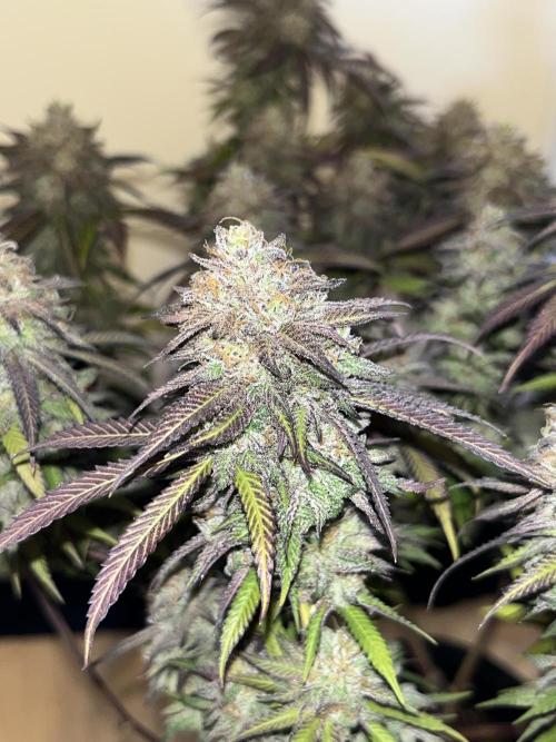 🏆4 selected cuts 🍓⛽️🍒🍊. Week 13