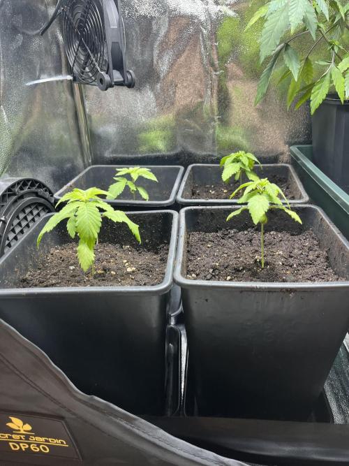 Kawazaki Grounded Genetics. Week 3 - day 21 after transplant 