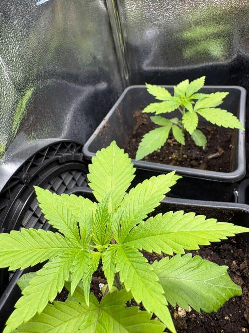 Kawazaki Grounded Genetics. Week 4