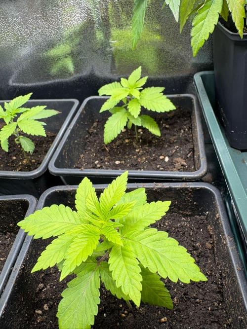 Kawazaki Grounded Genetics. Week 4