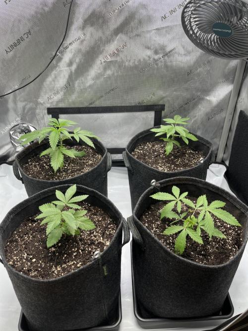 Kawazaki Grounded Genetics. Week 5
