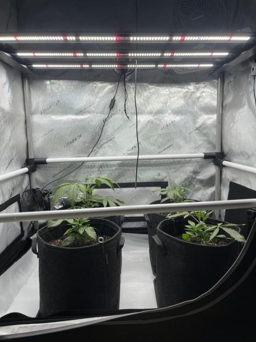 Kawazaki Grounded Genetics. Week 5