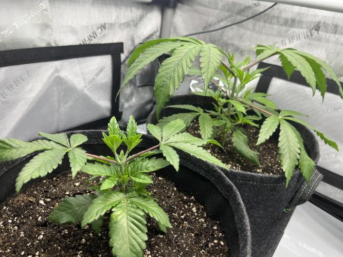 Kawazaki Grounded Genetics. Week 5