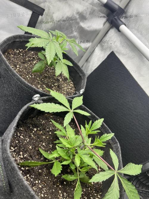 Kawazaki Grounded Genetics. Week 5