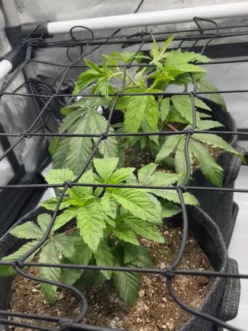 Kawazaki Grounded Genetics. Week 6 - day 2 flower 