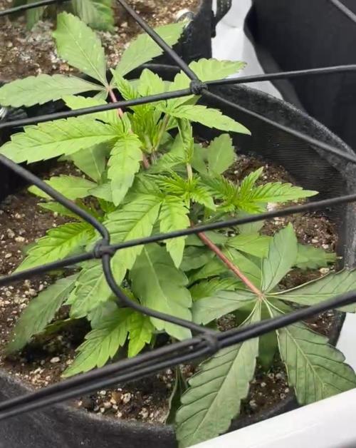 Kawazaki Grounded Genetics. Week 6 - day 2 flower 