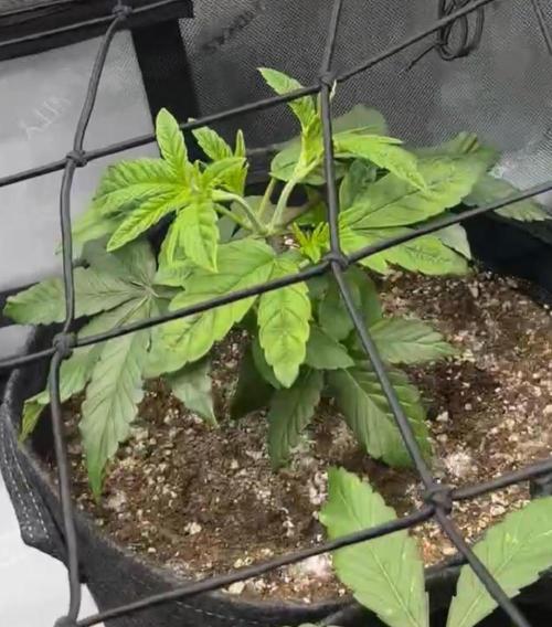 Kawazaki Grounded Genetics. Week 6 - day 2 flower 