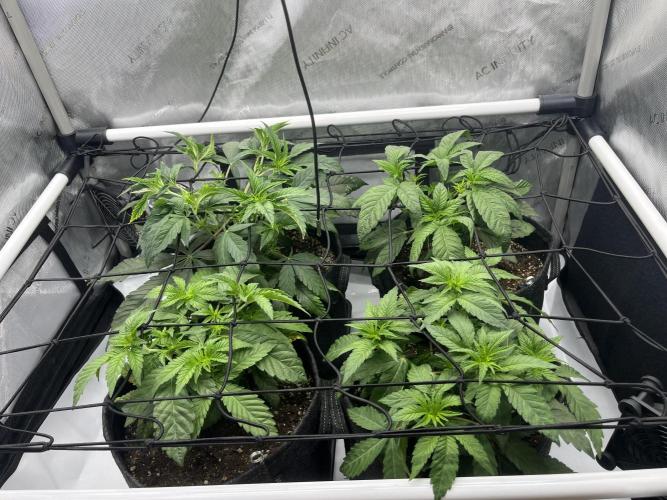 Kawazaki Grounded Genetics. Week 6 - day 7 flower 
