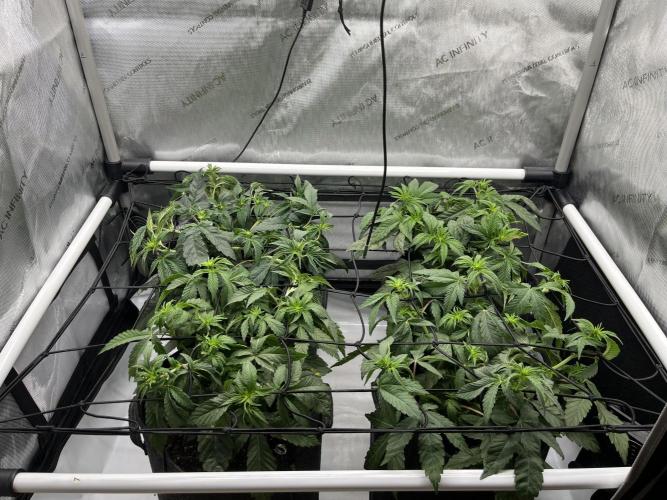 Kawazaki Grounded Genetics. Week 7 - day 11 flower 